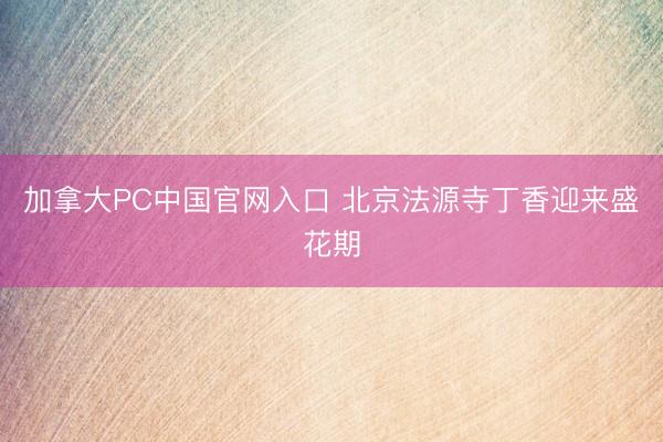 加拿大PC中国官网入口 北京法源寺丁香迎来盛花期