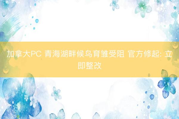 加拿大PC 青海湖畔候鸟育雏受阻 官方修起: 立即整改